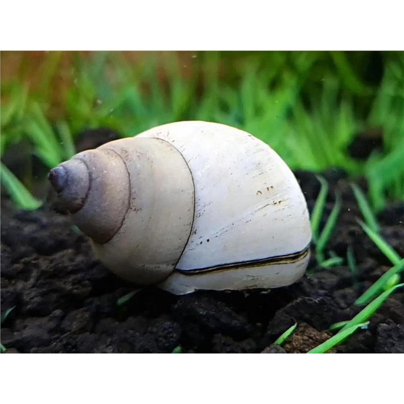 Melc Filopaludina martensi - imagine 4